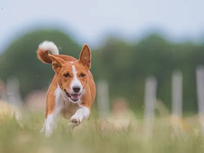 mejores juguetes interactivos perros